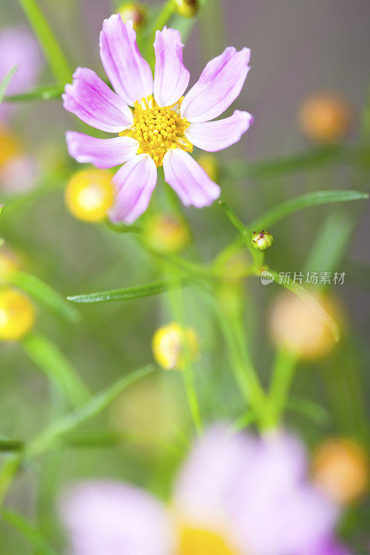 Pink Cosmo flowers